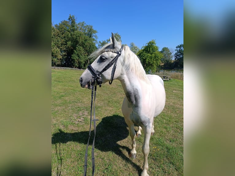 Altri pony/cavalli di piccola taglia Castrone 6 Anni 143 cm Pezzato in Neu Gaarz