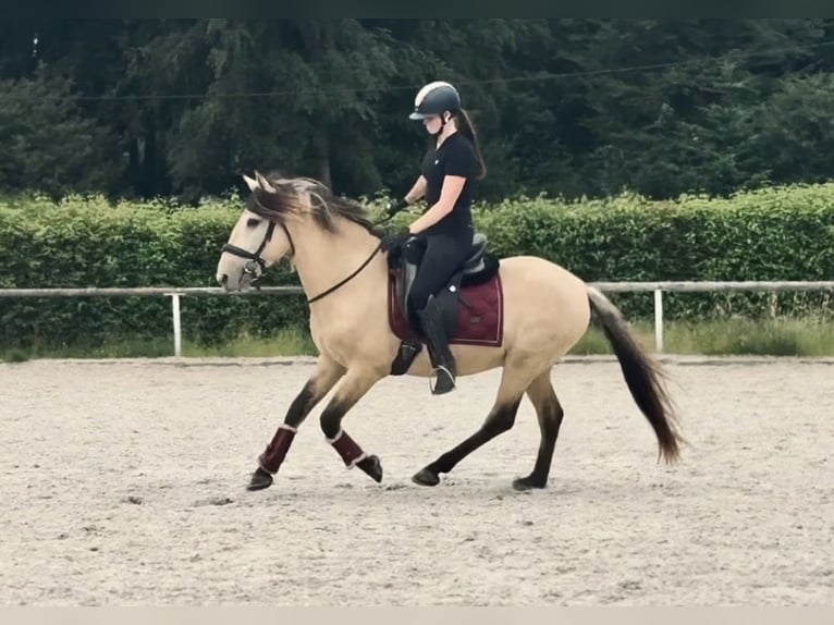Altri pony/cavalli di piccola taglia Castrone 6 Anni 145 cm Falbo in Neustadt (Wied)