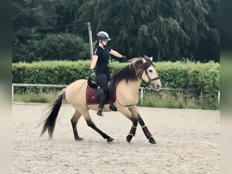 Altri pony/cavalli di piccola taglia Castrone 6 Anni 145 cm Falbo in Neustadt (Wied)