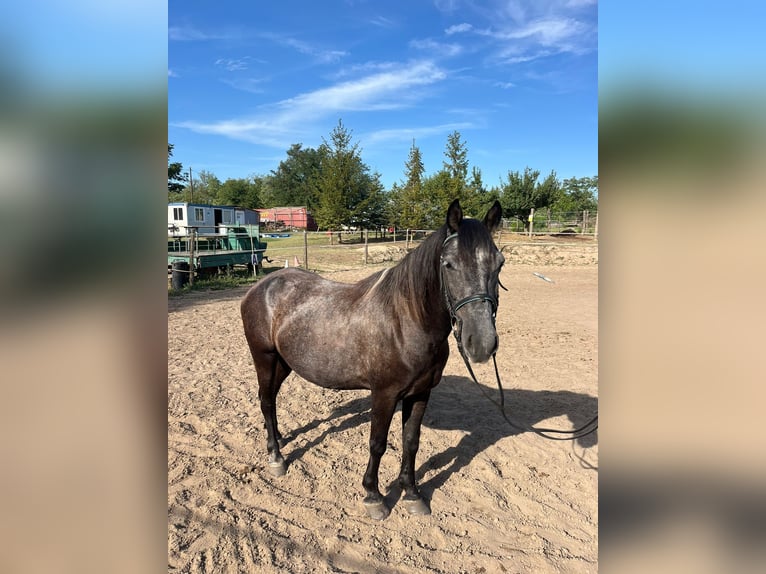 Altri pony/cavalli di piccola taglia Castrone 6 Anni 145 cm Grigio in Gyula