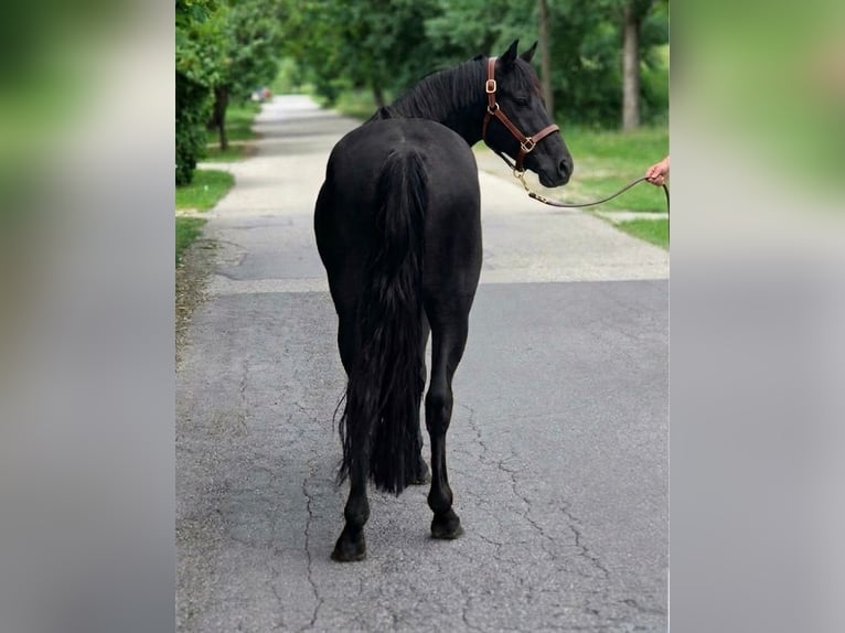 Altri pony/cavalli di piccola taglia Castrone 6 Anni 145 cm Morello in Szarvas