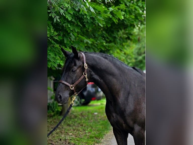 Altri pony/cavalli di piccola taglia Castrone 6 Anni 145 cm Morello in Szarvas