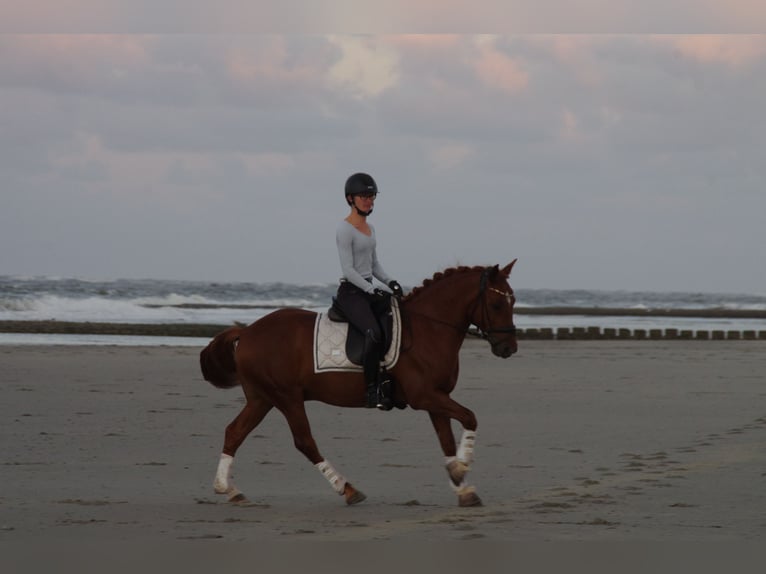 Altri pony/cavalli di piccola taglia Castrone 6 Anni 145 cm Sauro in Burgwedel