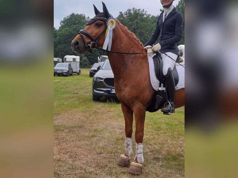 Altri pony/cavalli di piccola taglia Castrone 6 Anni 145 cm Sauro in Burgwedel