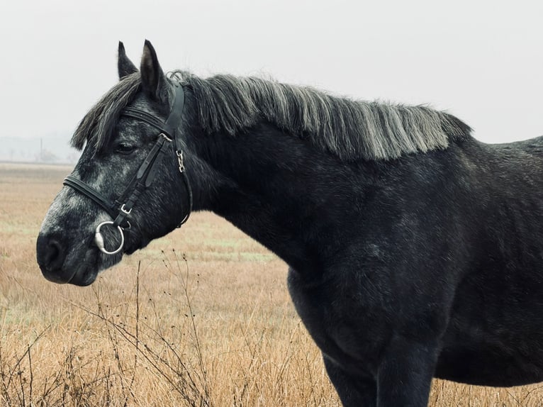 Altri pony/cavalli di piccola taglia Castrone 6 Anni 147 cm Grigio ferro in Debrecen