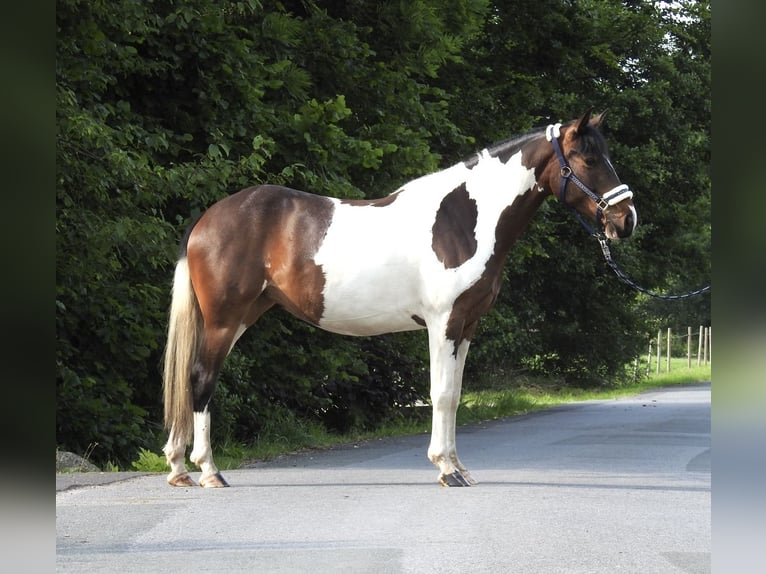 Altri pony/cavalli di piccola taglia Castrone 6 Anni 147 cm Pezzato in Verl