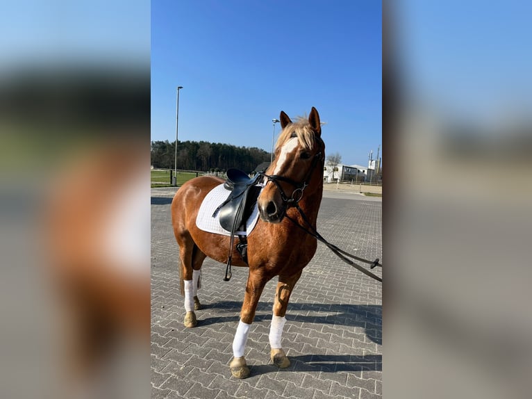 Altri pony/cavalli di piccola taglia Castrone 6 Anni 147 cm Sauro in Schloß Holte-Stukenbrock