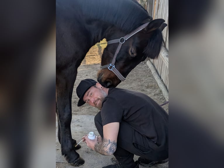 Altri pony/cavalli di piccola taglia Castrone 6 Anni 148 cm Baio scuro in Oberteuringen