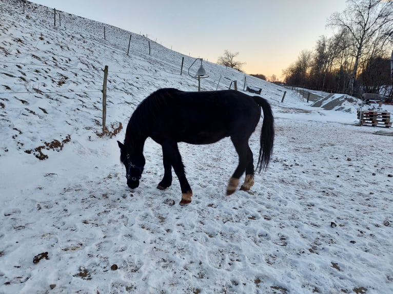 Altri pony/cavalli di piccola taglia Castrone 6 Anni 150 cm Morello in Bad Waldsee