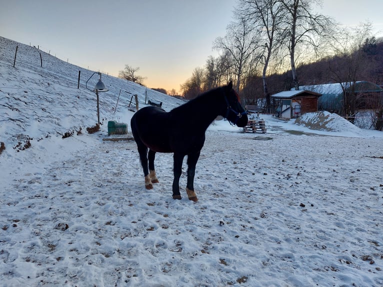 Altri pony/cavalli di piccola taglia Castrone 6 Anni 150 cm Morello in Bad Waldsee