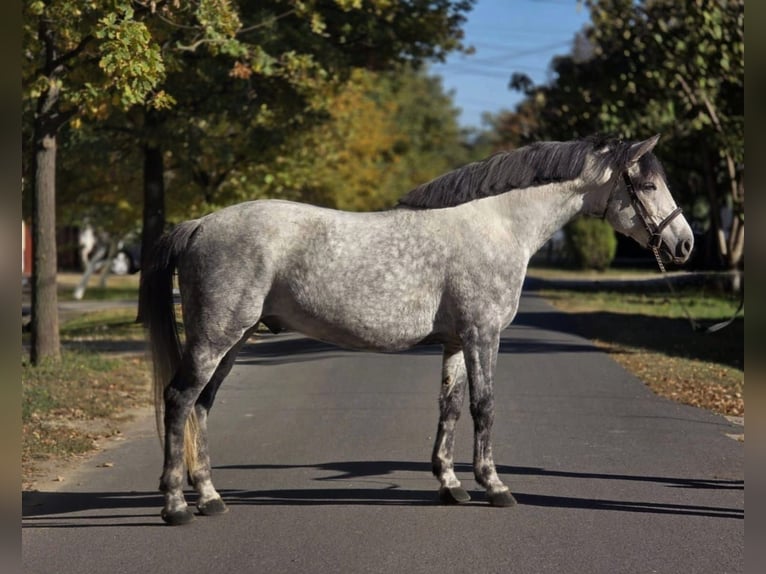 Altri pony/cavalli di piccola taglia Castrone 6 Anni 152 cm Grigio pezzato in Békéscsaba Altri pony/cavalli di piccola taglia Castrone 6 Anni 152 cm Grigio pezzato in Békéscsaba