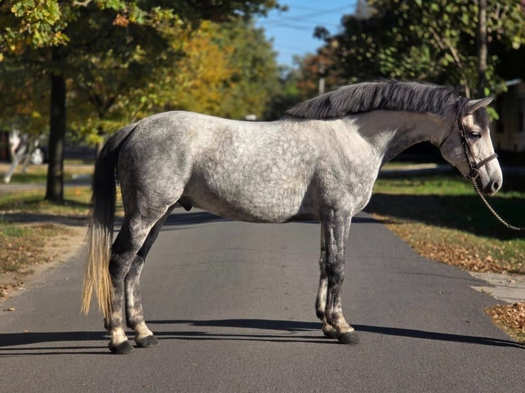 Altri pony/cavalli di piccola taglia Castrone 6 Anni 152 cm Grigio pezzato in Békéscsaba Altri pony/cavalli di piccola taglia Castrone 6 Anni 152 cm Grigio pezzato in Békéscsaba