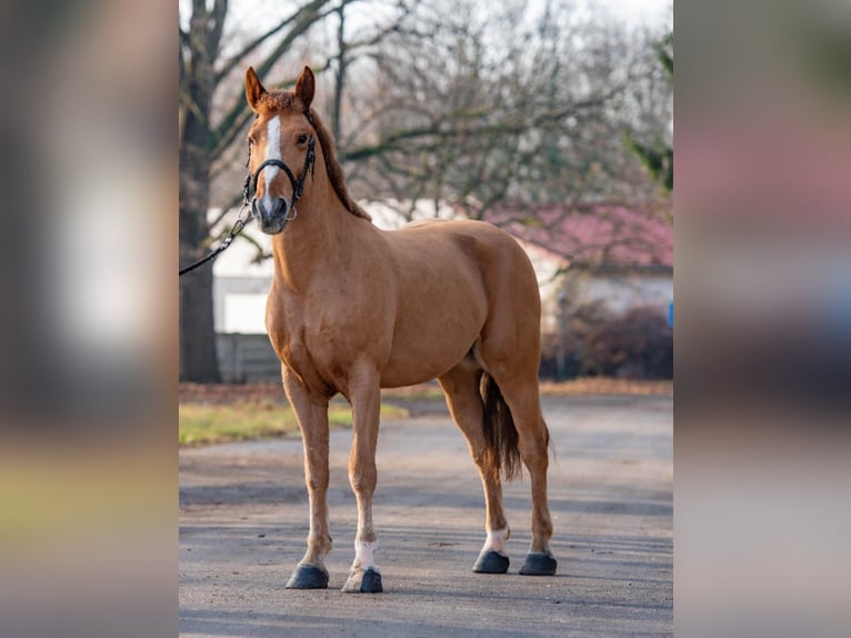 Altri pony/cavalli di piccola taglia Castrone 6 Anni 152 cm Sauro in Feh&#xE9;rgyarmat