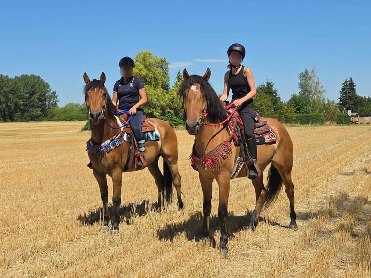 Altri pony/cavalli di piccola taglia Castrone 6 Anni 154 cm Falbo in Linkenbach