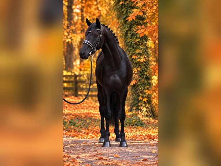 Altri pony/cavalli di piccola taglia Castrone 6 Anni 155 cm Morello in Határ utca 25