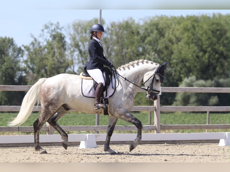 Altri pony/cavalli di piccola taglia Castrone 6 Anni 165 cm Leardo in Pepingen