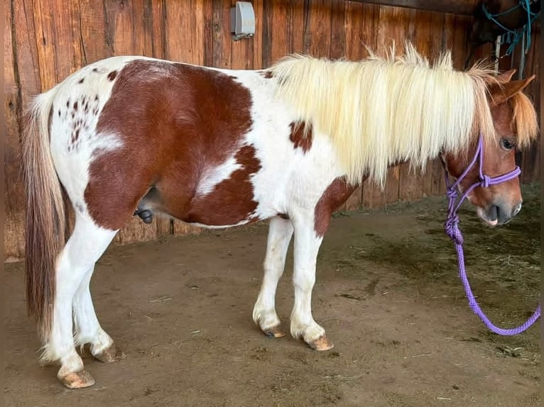 Altri pony/cavalli di piccola taglia Castrone 6 Anni 84 cm Pezzato in Canyon