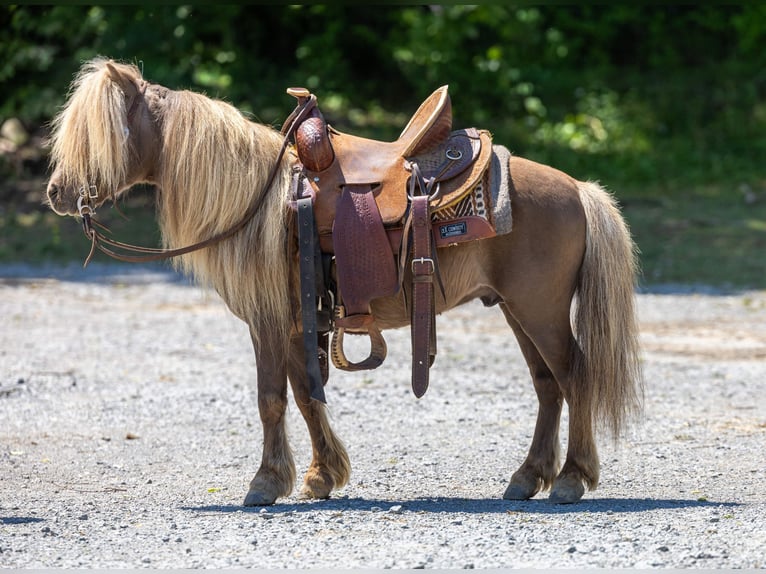 Altri pony/cavalli di piccola taglia Castrone 6 Anni 91 cm Baio in Ewing