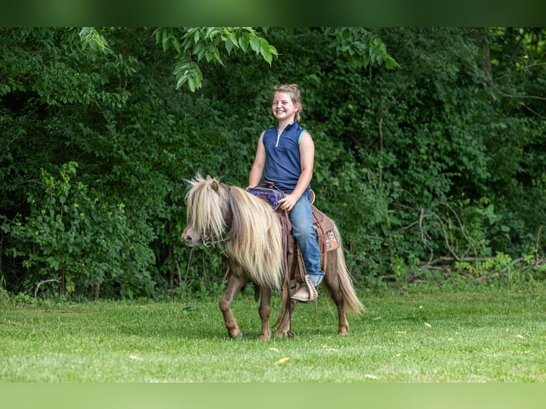 Altri pony/cavalli di piccola taglia Castrone 6 Anni 91 cm Baio in Ewing