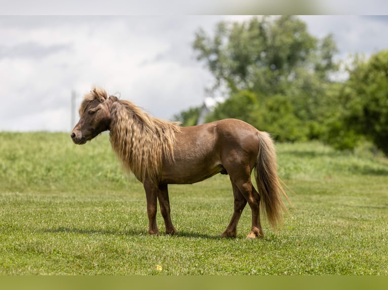 Altri pony/cavalli di piccola taglia Castrone 6 Anni 91 cm Baio in Ewing