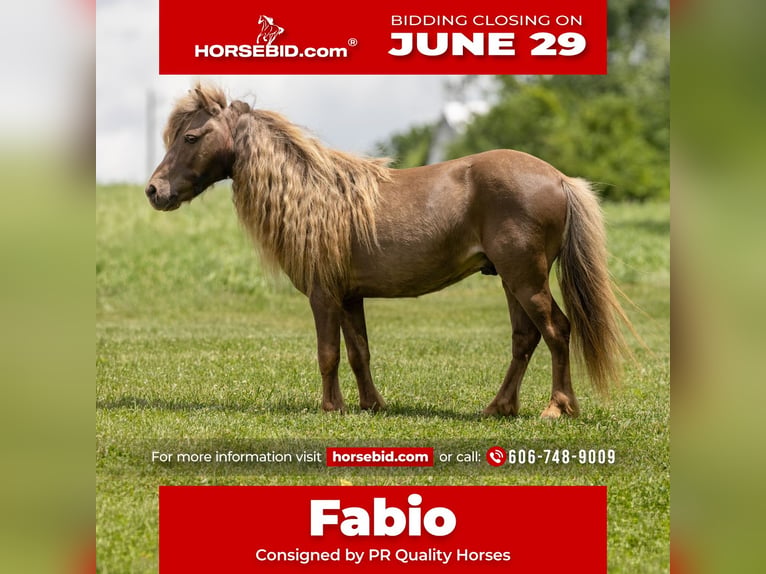 Altri pony/cavalli di piccola taglia Castrone 6 Anni 91 cm Baio in Ewing