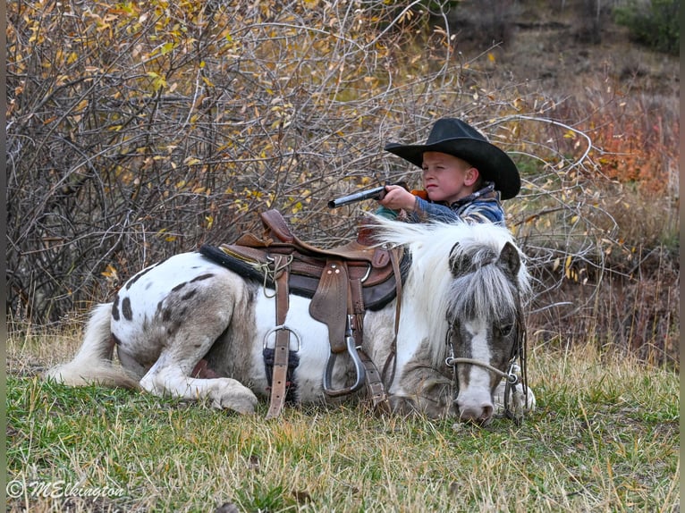 Altri pony/cavalli di piccola taglia Castrone 6 Anni 91 cm in Rigby