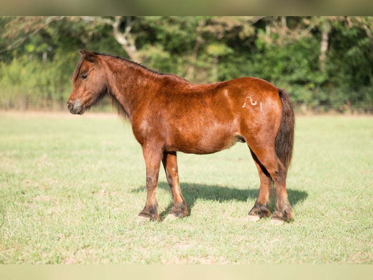 Altri pony/cavalli di piccola taglia Castrone 6 Anni 97 cm Baio ciliegia in Bloomburg