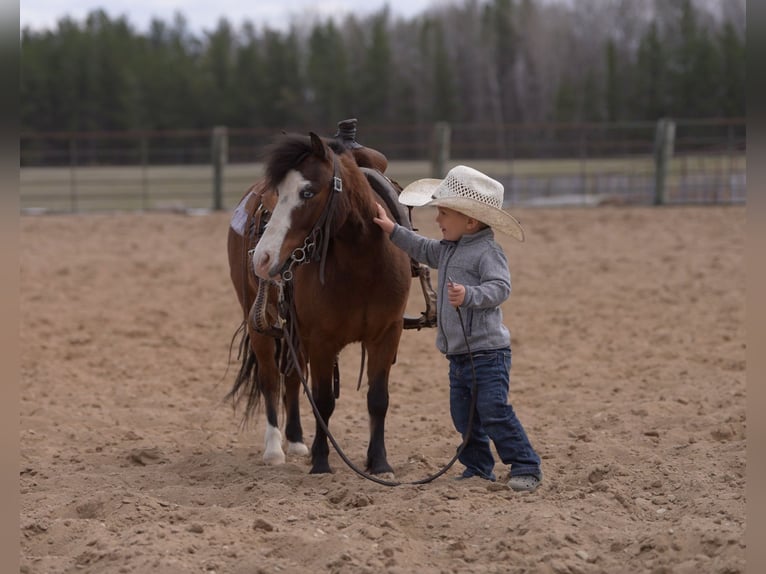 Altri pony/cavalli di piccola taglia Castrone 6 Anni 97 cm Baio ciliegia in Akeley