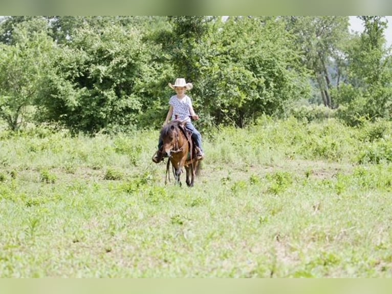 Altri pony/cavalli di piccola taglia Castrone 6 Anni 97 cm Baio ciliegia in Millsap