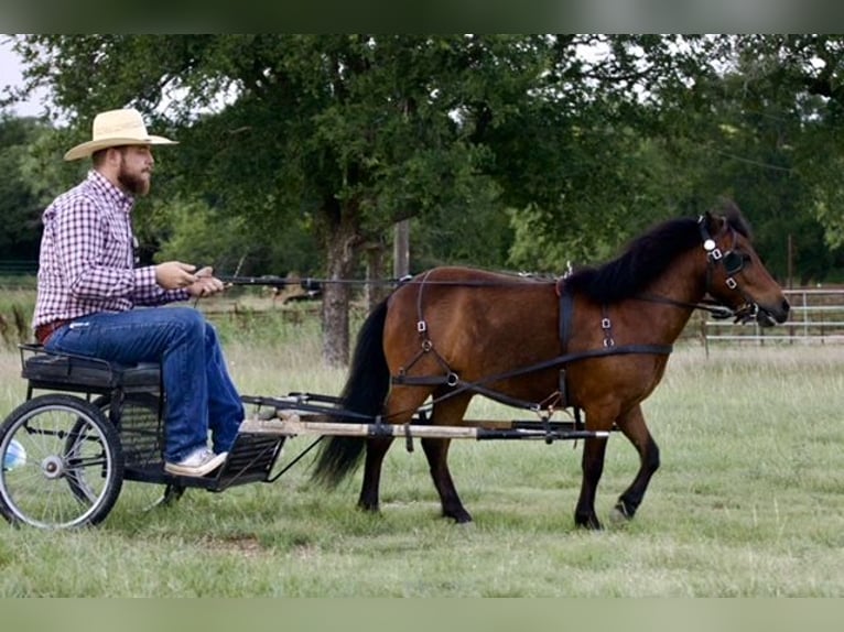 Altri pony/cavalli di piccola taglia Castrone 6 Anni 97 cm Baio ciliegia in Millsap