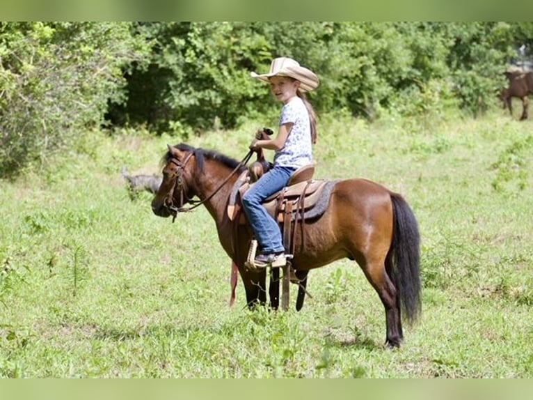 Altri pony/cavalli di piccola taglia Castrone 6 Anni 97 cm Baio ciliegia in Millsap