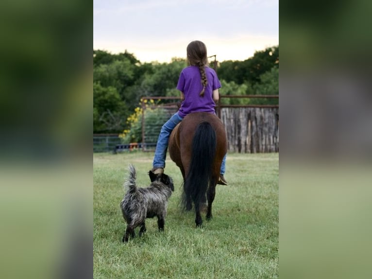 Altri pony/cavalli di piccola taglia Castrone 6 Anni 97 cm Baio ciliegia in Millsap