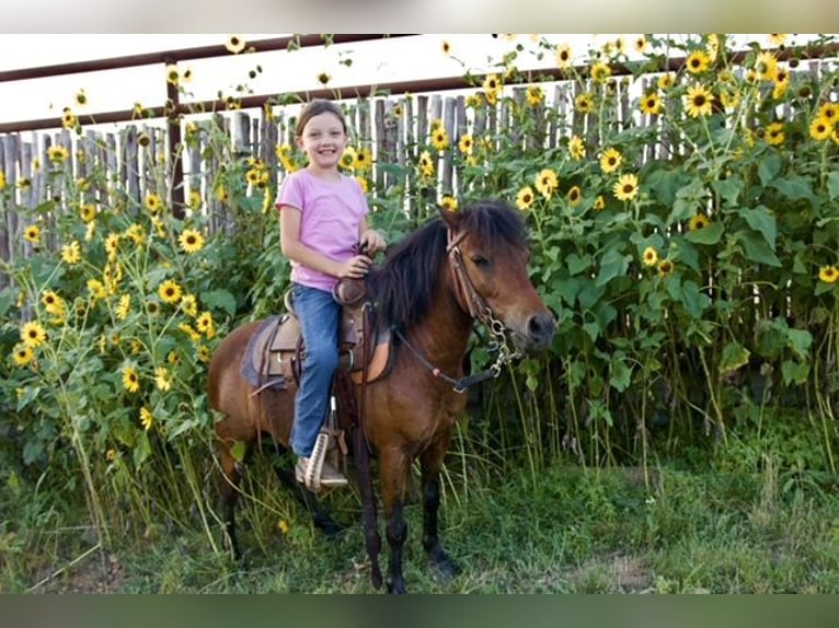 Altri pony/cavalli di piccola taglia Castrone 6 Anni 97 cm Baio ciliegia in Millsap