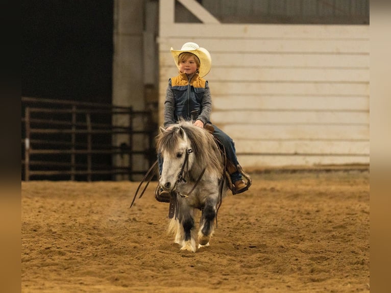 Altri pony/cavalli di piccola taglia Castrone 6 Anni 97 cm Grigio in Nevis