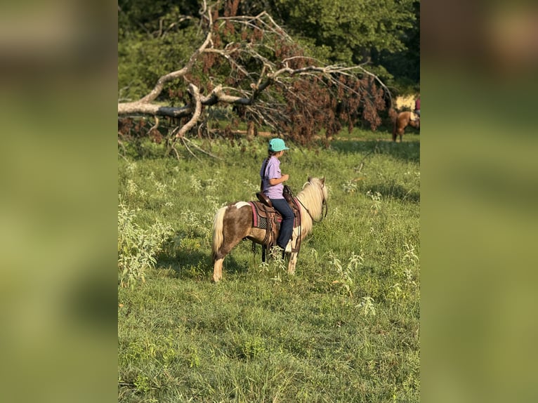 Altri pony/cavalli di piccola taglia Castrone 6 Anni 97 cm Pezzato in Bloomburg