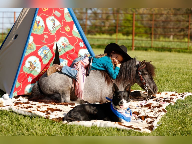 Altri pony/cavalli di piccola taglia Castrone 6 Anni 97 cm Roano blu in Nevis