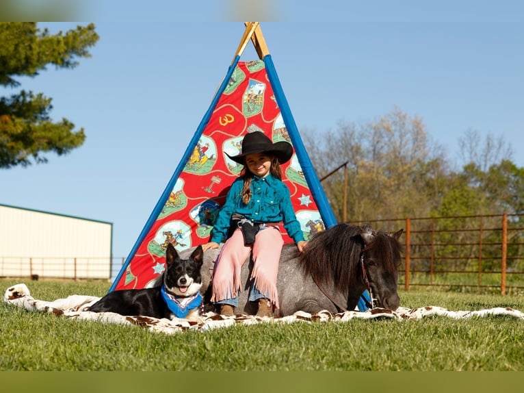 Altri pony/cavalli di piccola taglia Castrone 6 Anni 97 cm Roano blu in Nevis