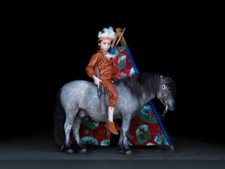 Altri pony/cavalli di piccola taglia Castrone 6 Anni 97 cm Roano blu in Nevis