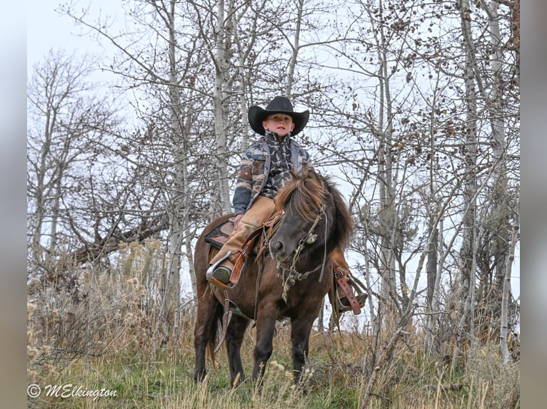 Altri pony/cavalli di piccola taglia Castrone 6 Anni 99 cm Baio in Rigby