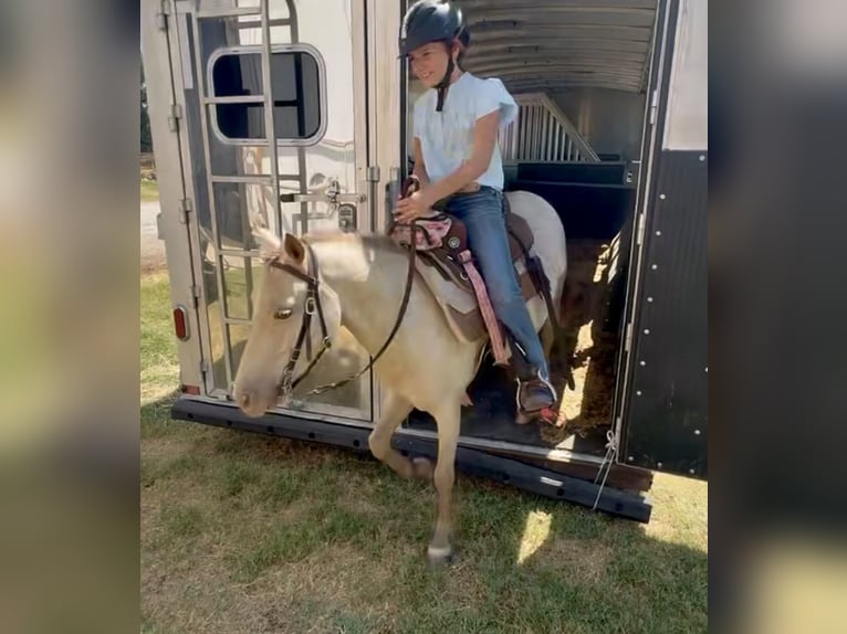 Altri pony/cavalli di piccola taglia Castrone 6 Anni Champagne in Weatherford