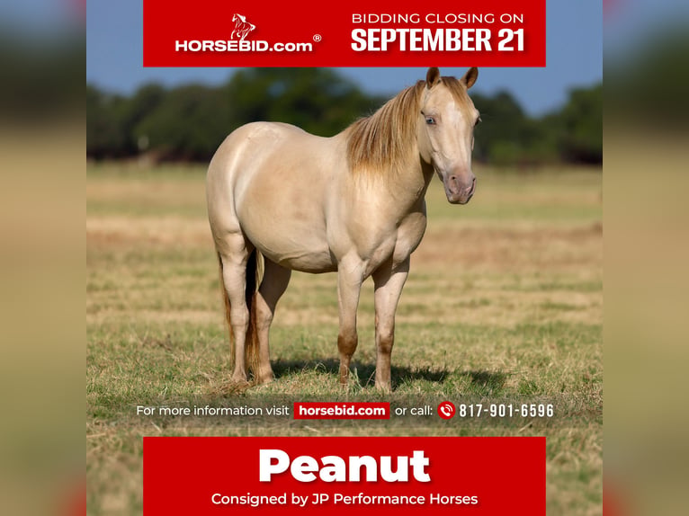Altri pony/cavalli di piccola taglia Castrone 6 Anni Champagne in Weatherford