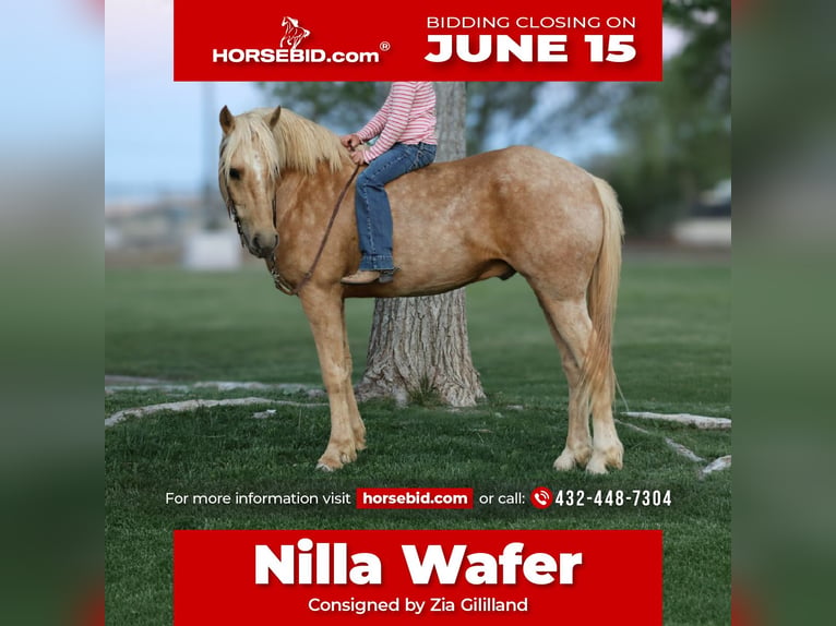 Altri pony/cavalli di piccola taglia Castrone 6 Anni Palomino in Edgewood
