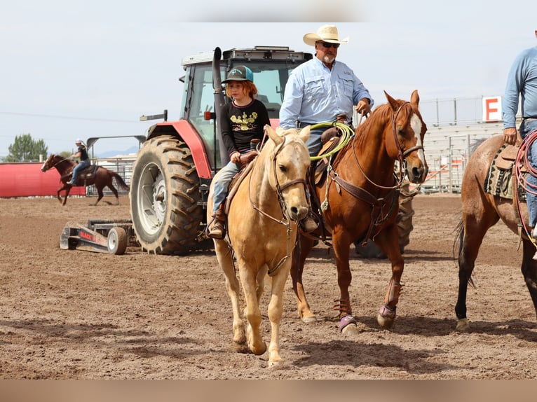 Altri pony/cavalli di piccola taglia Castrone 6 Anni Palomino in Edgewood