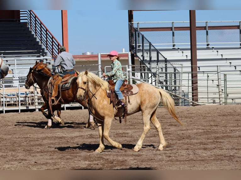 Altri pony/cavalli di piccola taglia Castrone 6 Anni Palomino in Edgewood