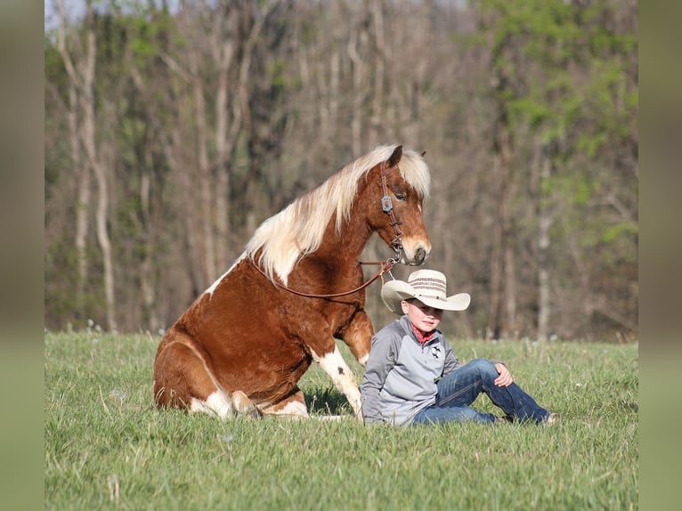 Altri pony/cavalli di piccola taglia Castrone 6 Anni Pezzato in Mount Vernon