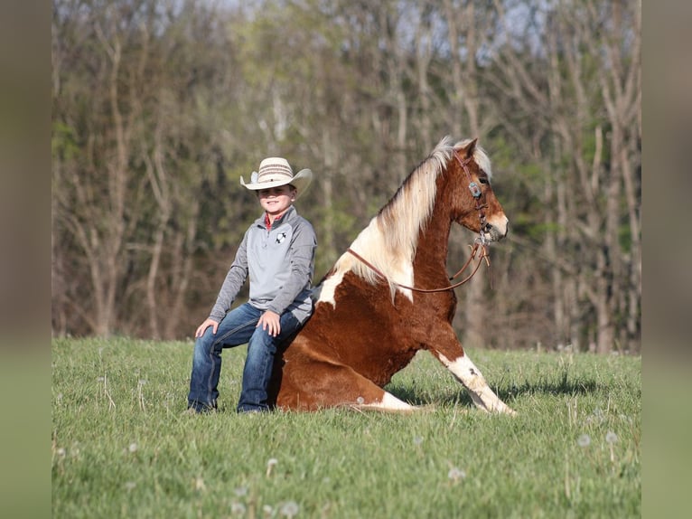 Altri pony/cavalli di piccola taglia Castrone 6 Anni Pezzato in Mount Vernon