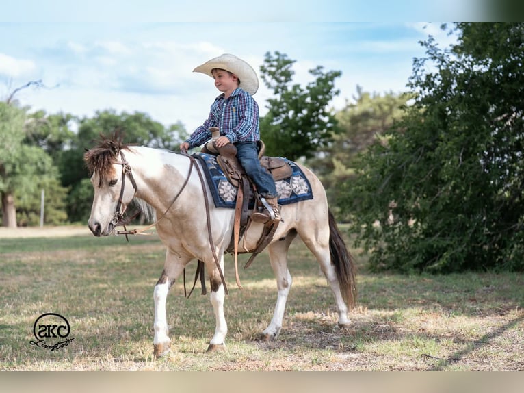 Altri pony/cavalli di piccola taglia Castrone 6 Anni Pezzato in Canyon