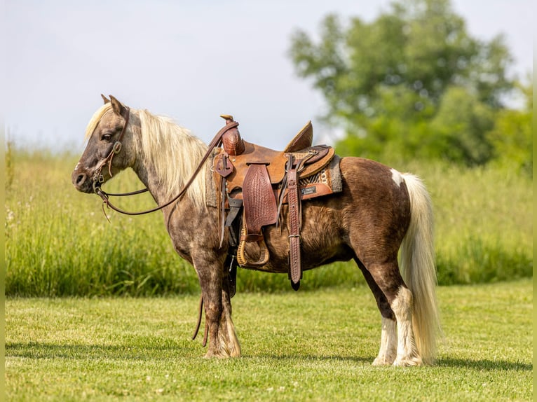 Altri pony/cavalli di piccola taglia Castrone 7 Anni 102 cm  in Ewing