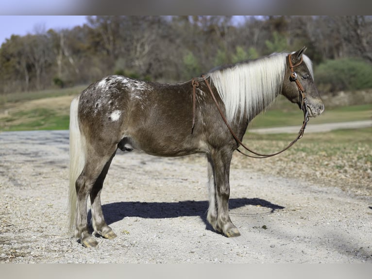 Altri pony/cavalli di piccola taglia Castrone 7 Anni 107 cm Palomino in Sedalia