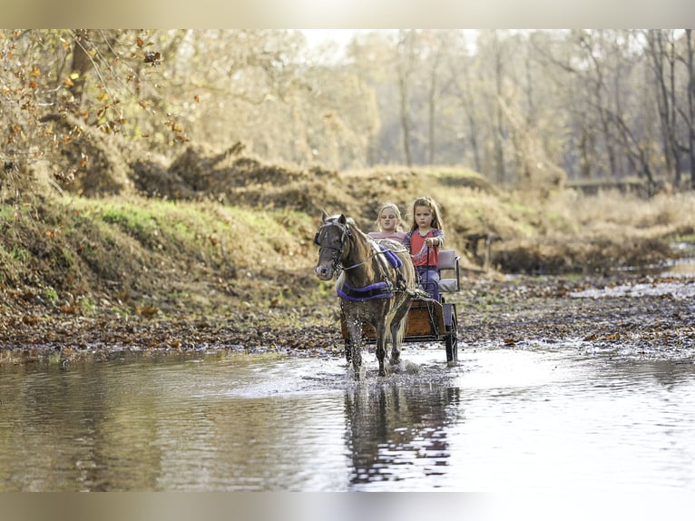 Altri pony/cavalli di piccola taglia Castrone 7 Anni 107 cm Palomino in Sedalia